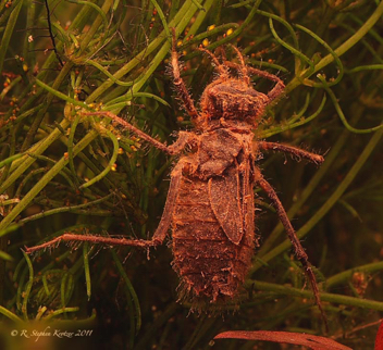 Somatochlora linearis, nymph